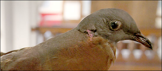 passenger pigeon fossil